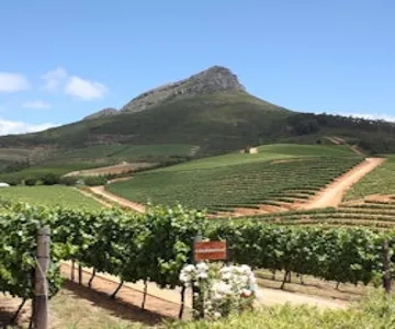 Stellenbosch & Franschhoek: Wine Tasting + Roundtrip Transfer From Cape Town